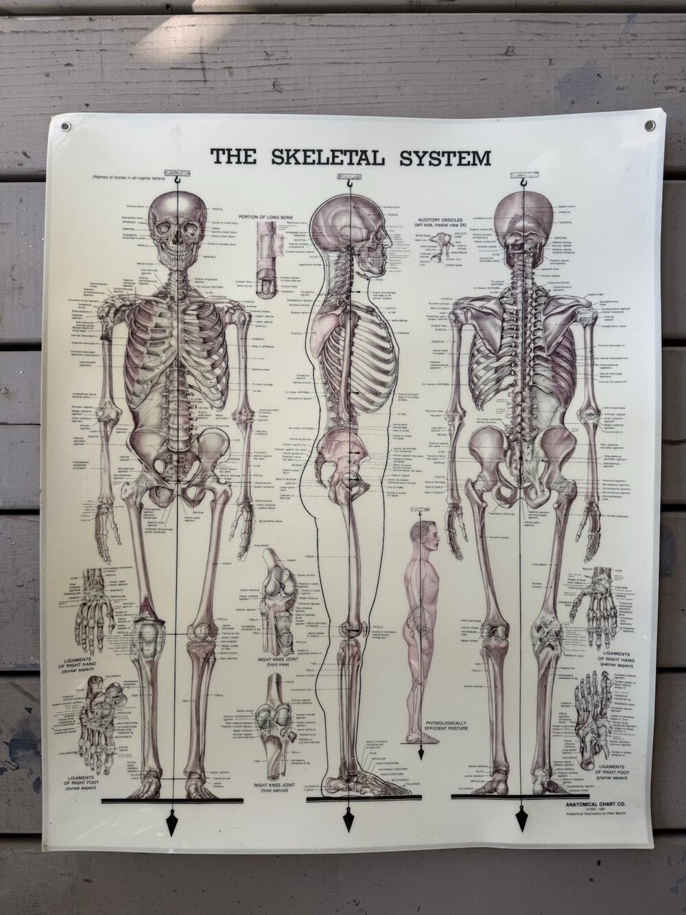 Vintage 1981 The Skeletal System Anatomical Chart Co Peter Bachin Poster 20x26